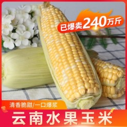 云南水果玉米9斤新鲜应当季甜玉米棒子生吃蔬菜粘糯整箱批发包邮