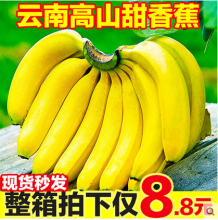 云南高山甜香蕉9斤新鲜当季水果软香甜整箱小米苹果大芭蕉包邮10 